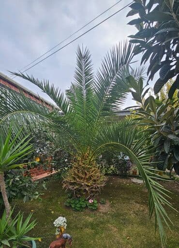 bonsai ağacı haqqında məlumat: Palma — 2