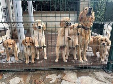 золотистый ретривер цена: Retriever — 3