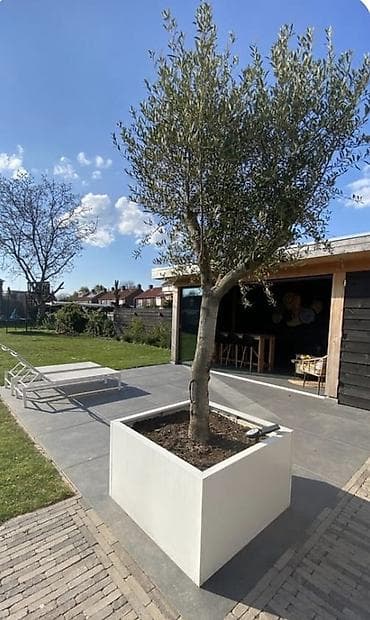 gül buketleri 2019: Dibcekler — 7