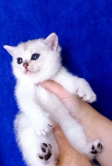 Britan, Dişi, Yaxşı əllərə, Ünvandan götürmə