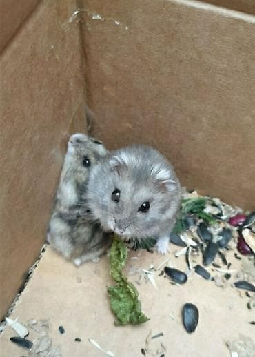 7 hamster 3 boyuk 4 balası hamısı birliktə satiram qəfəsi ustundə