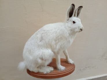 Fiqur, rəng - Ağ lalafo.az -da Fiqur, rəng - Ağ