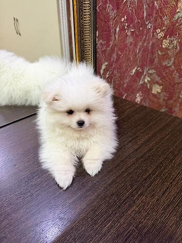 afcarka balasi satilir: Şpitz, 2 ay — 1