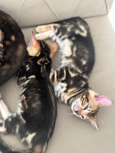 взять бесплатно котёнка: Бенгальская — 4