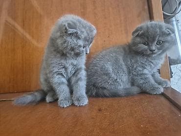 pisikler ucuz: Şotland yastı qulaq — 3