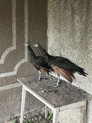 ev quşu: Tovuz quşu Yava 11 aylıqdırlar qatışıqsız safqan qiymet o sebebden — 1