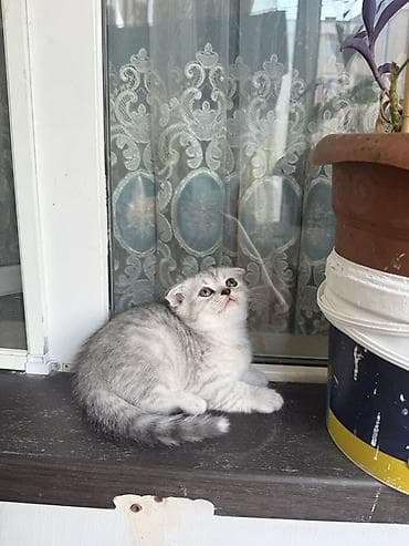 pişik tuvaleti: Şotland, Erkək, Yaxşı əllərə, Ödənişli çatdırılma, Ünvandan götürmə, Pulsuz çatdırılma — 3
