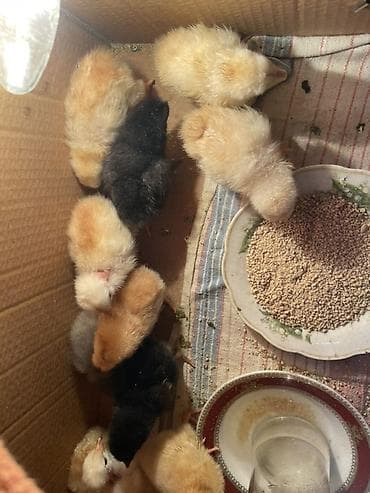 Цыплята: Куриные цыплята, Для разведения — 2