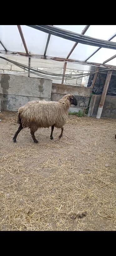 baki heyvan satisi: Dişi, Qala, il: 1, 50 kq, Damazlıq, Ünvandan götürmə — 4