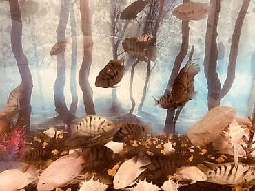 akvarium baliq bazari: Salam . Akvarium Və balıqlar bir yerdə satılır.100 manat. Çixlet — 2