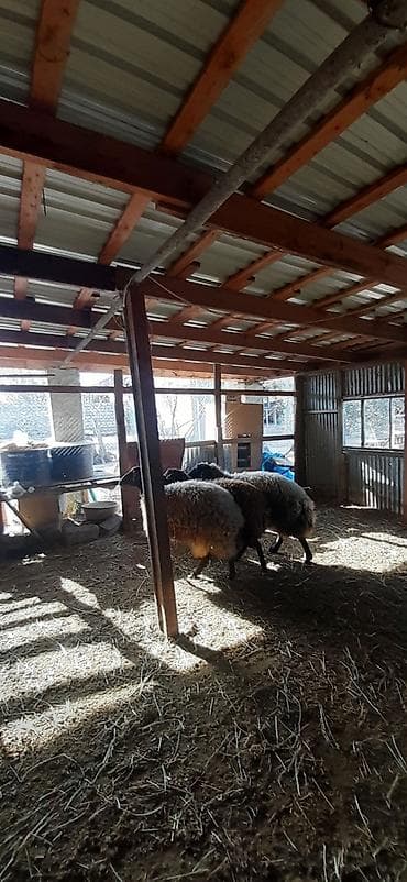 qoyun sekilleri: Qoyunlar – 3 baş - Növ: yerli qoyun (xırdabuynuzlu) - Rənglər: qara — 2