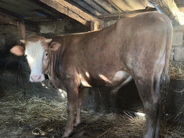 heyvan bazari inekler: Самка, лет: 1, 100120 кг, Для разведения — 2