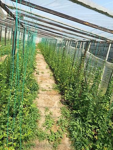 Уличные растения: Jımnı sarmaşıq var. Boyları 1.80, 2.00 m Dibçəkdədir 1 ədədinin qyməti — 1