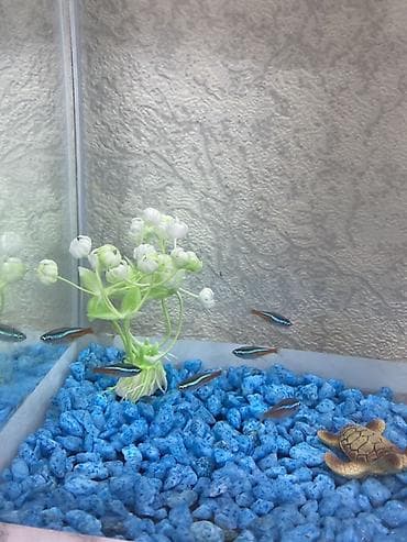 balıq qiyməti: Yumru akvarium, Balıqlarla birlikdə, 1 l, Ünvandan götürmə, Pulsuz çatdırılma, Ödənişli çatdırılma — 3