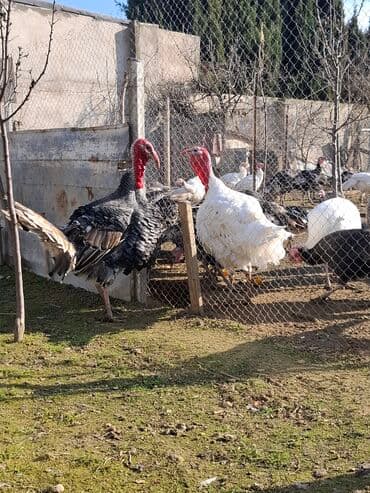 cuceye verilen adlar: Erkək, Amerika, Damazlıq, Ünvandan götürmə — 5