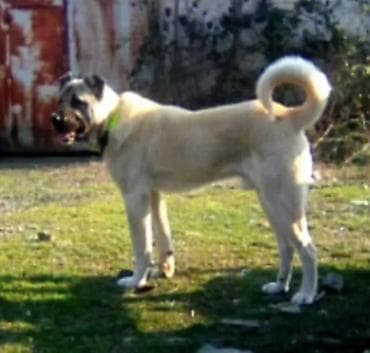 satılan itler: Kanqal — 7