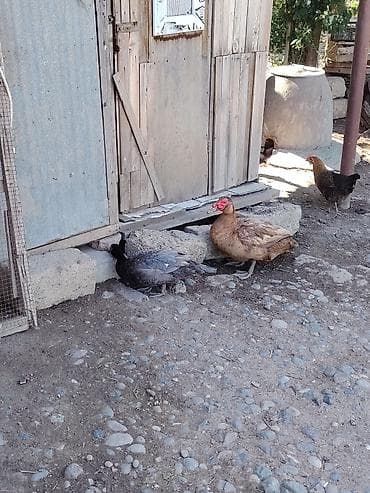 linda qaz: Gorduyunuz ordeylerin yumurtlari satcilir — 1