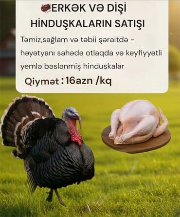 kanada hinduşkaları: Erkək, Ətlik — 1