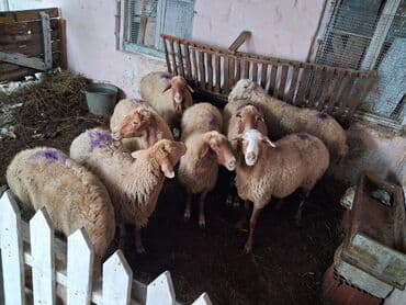 cins ineklerin satisi 2018: T — 1