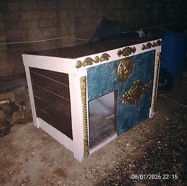 Polo köynəklər: İt yuvası — 1