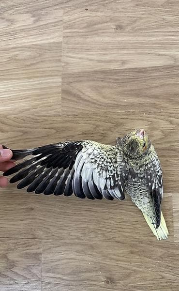 cex quşlar: Sultan papuqayı (Cockatiel) balası. Şəkillərdə görünən quş boz, sarı — 1