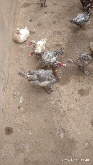 ruan ordək: Muscovy (Hinduşa) ördəklər – yüngül boz, ağ və xallı rənglərdə — 2