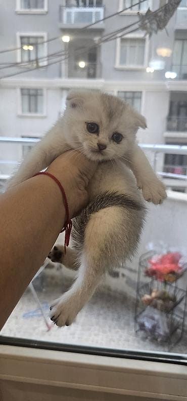 balaca ag itler: Britan yastı qulaq, Erkək, Yaxşı əllərə, Ünvandan götürmə, Ödənişli çatdırılma — 10