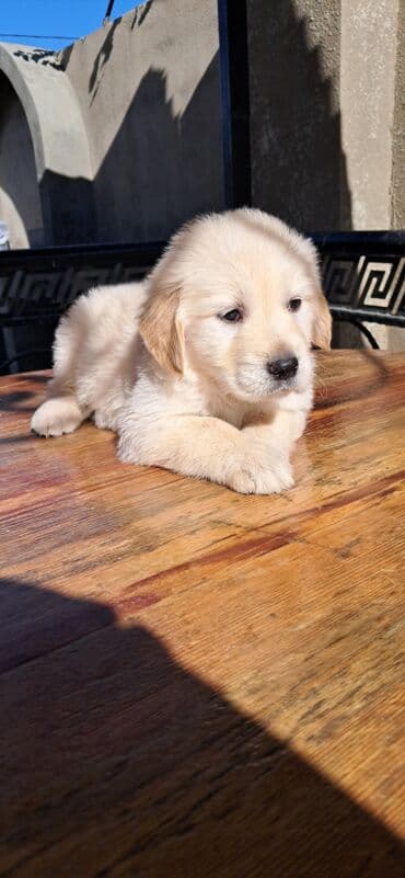 ingilis setteri it cinsinin adi: Retriever, 2 ay, Erkek — 2