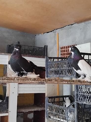 əbabil quşu: 1 cüt start 3 cütdə delfin hər birinin cütü 35 manat saglam — 4