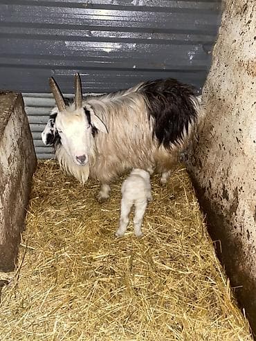 Tek balali keci 3 cu qarina unvan mehdiabad qesebesi lalafo.az -da Tek balali keci 3 cu qarina unvan mehdiabad qesebesi