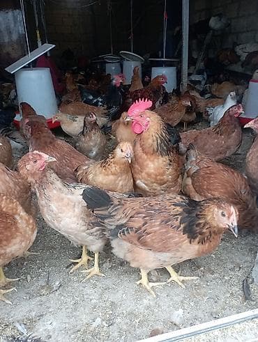 ev heyvanlarının satışı: Toyuq, Damazlıq — 4