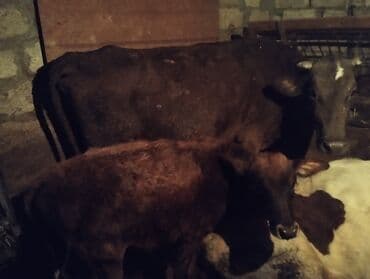 satılık dana saray: Süd inəyi buzovla birlikdə - Növ: yerli süd istiqamətli inək - Rəng — 2