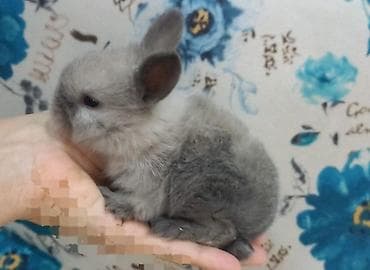 cins heyvanlar: Cins boyumeyen dovşan balalari. Tek ve top satilir. Çatdirma metro ve — 9