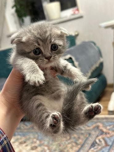 pişiy adları: Britan — 3