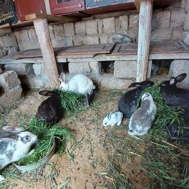 bala dovşanlar: Dovsanlar her cur boyuklukde ve rengde olur qiymet bala dovsanlara — 4