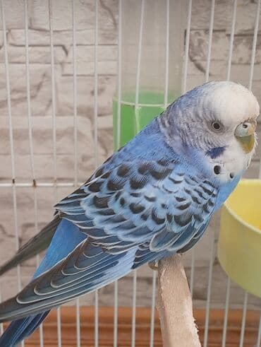 Kia: Nömrəli dalmatin naxışlı, mavi-ağ rəng çalarını daşıyan dalğalı — 3