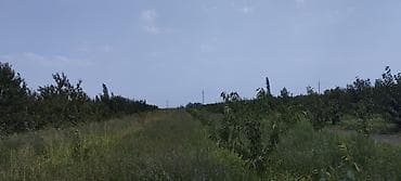 mingecevirde kiraye ev: 44 sot, Kənd təsərrüfatı, Mülkiyyətçi, Kupça (Çıxarış) — 8