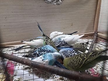 Другие животные: Tam saglam aktiv quşlardı 10azn fikri ciddi olanlar əlaqə saxlasın — 1