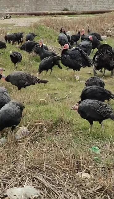 8 aylıq erkək hinduşka