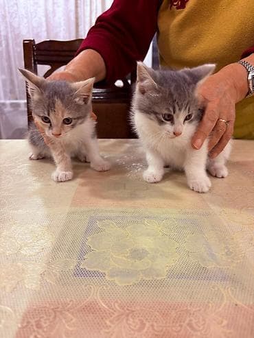 şotlant pişik: Sahiblendirilir.dermanlari verilib.4 dene baladi.tertemizdiler — 3