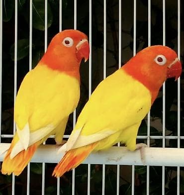 Məhsul: Cüt papuqay (Lovebird – agapornis növü) ALIRAM. Qiymət