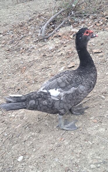 keci balasi satilir: Erkək, | Macar, Ətlik, Pulsuz çatdırılma — 7