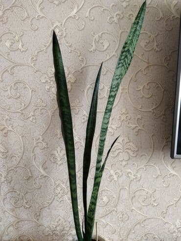 Ослинные ушки