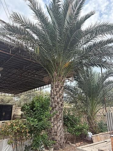 agac satisi: Xurma (xurma xurması) palm ağacı - Növ: Dekorativ xurma palmı — 1