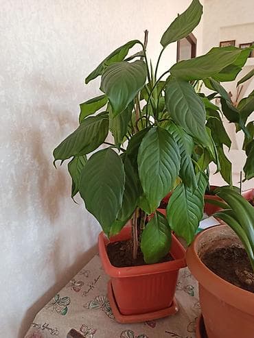 Букетные цветы: Ev otaq gülləri – bir neçə növ 5-50 manat arası qiymət - — 2