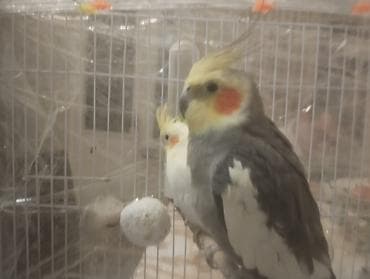 Gəmiricilər: 1cüt karella qəfəs yem və su qabilari yellənçək yuva qusdarda hazır — 6