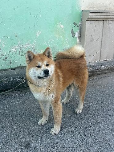 ağ baliq: Akita-inu — 2