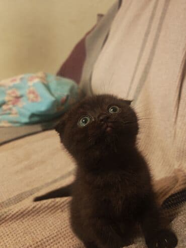 Şotland yastı qulaq, Dişi