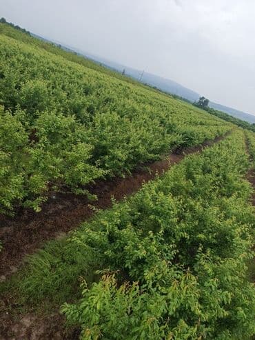 isti ağlay: Qoz chandler- 8 ha 7 illik, 4 ha 2 illik alma qızılehmed- 1 ha 4 — 3