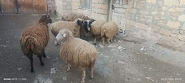 azeri it adlari: Satışda: qoyun sürüsü - Növ: yerli merinos qoyunlar (quzu və ana — 5